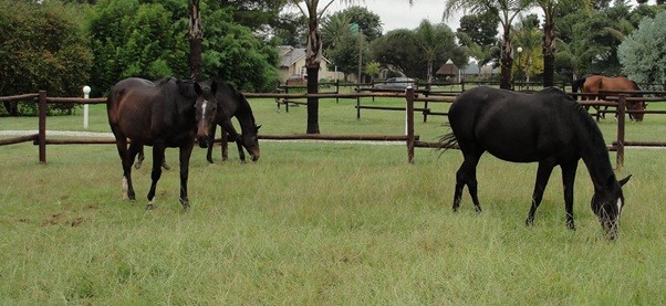Starlight Stables Front Paddock